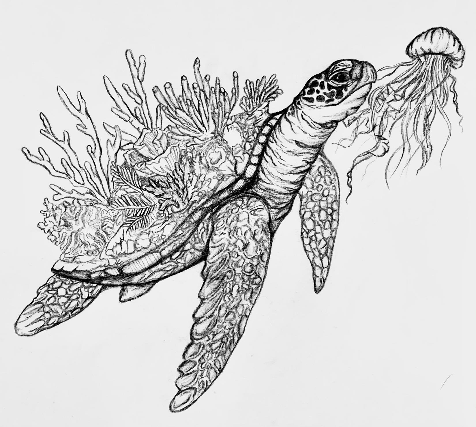 a line drawing of a turtle swimming toward a jelly, its shell covered in coral